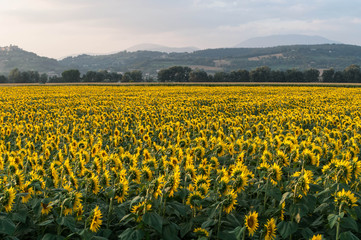 Campo di Girasoli 3