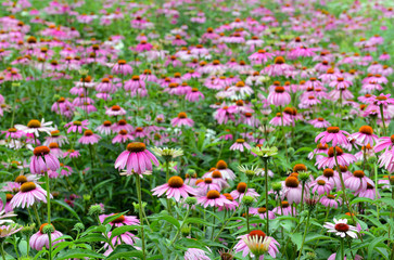 Echinacea or purple coneflower is native to the American grasslands and tall grass prairie and is used in gardening but also as an herb to help build immune system