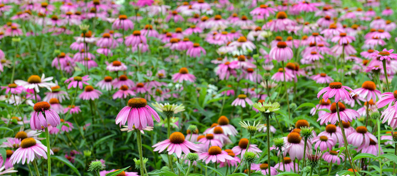 Echinacea or purple coneflower is native to the American grasslands and tall grass prairie and is used in gardening but also as an herb to help build immune system