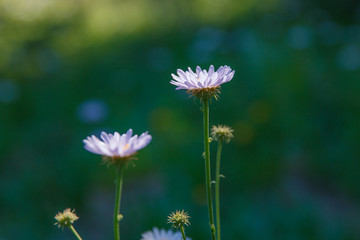Aster in Field