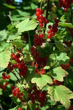 Red currant