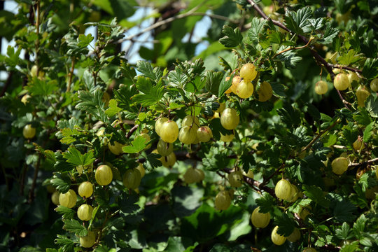 gooseberries