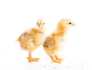 Cute chicks isolated