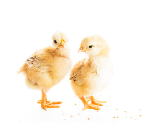 Cute chicks isolated
