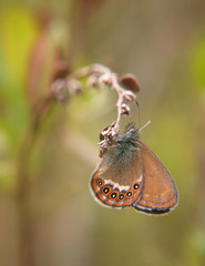 The Scarce heath butterfly, Coenonympha hero, hangs on a plant. Blurred background