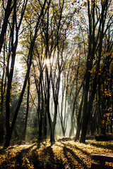 Obraz premium Autumnal misty morning
