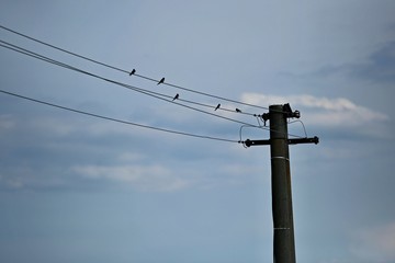 Flock of young swallow birds sitting on electrical wire, concrete pole, summer day, blue sky with...