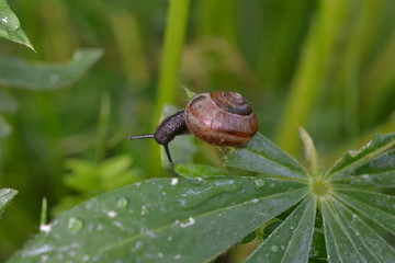 Small snail