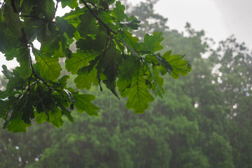 Fototapeta na wymiar Wet oak branch in the pouring rain. Rain background.