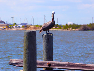 Brown Pelican Standing on Wooden Post in River