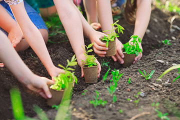 Fototapeta premium Children's hands planting young tree on black soil together as the world's concept of rescue