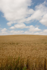 Camino de Santiago as it passes through Navarra