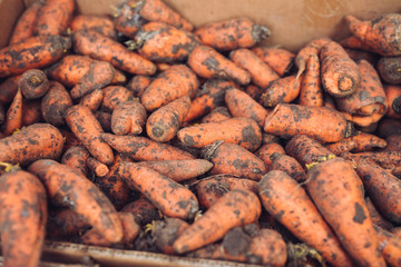 Carrot in paper boxes in a vegetable shop.