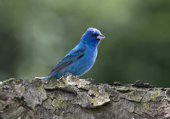 Male indigo bunting (Passerina cyanea) on a perch, Iowa, USA