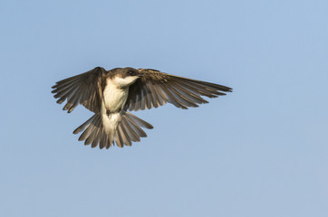 Tree swallow (Tachycineta bicolor) flying, Iowa, USA
