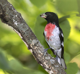Male Rose-breasted grosbeak (Pheucticus ludovicianus), Iowa, USA