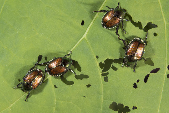 Japanese beetles (Popillia japonica) eating a physalis leaf, Iowa, USA