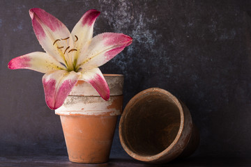 Pink Daylily in Clay Pots