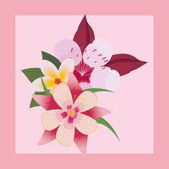 Beautiful flowers with leaves over pink background, colorful design. vector illustration