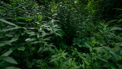 Obraz premium dense forest