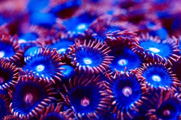 Corals in a marine aquarium.