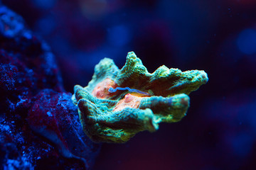 Corals in a marine aquarium.