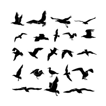 Set of sea gull, seabird flying black silhouette. Freehand drawing. Drawing free flight group icon. Freedom print art. Vector illustration marine birds flock. Isolated on white background