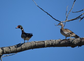 Wood Duck in tree