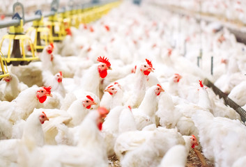 Indoors chicken farm, chicken feeding