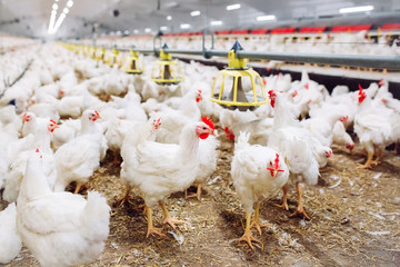 Indoors chicken farm, chicken feeding