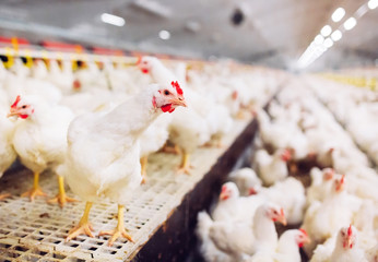 Indoors chicken farm, chicken feeding