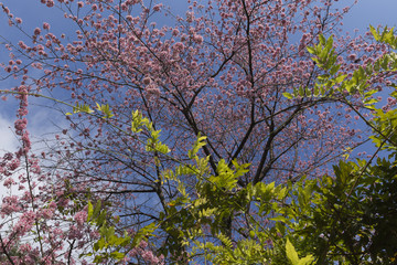 Japanese Square in Curitiba Parana Brazil.