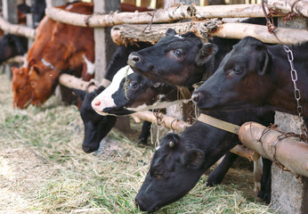 agriculture industry, farming and animal husbandry concept. herd of cows  in cowshed on dairy farm