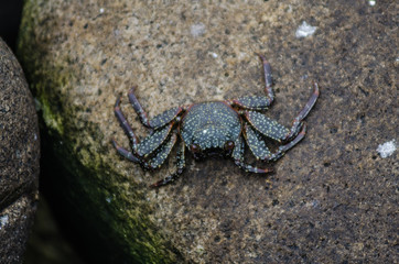 A crab on the stone of a beach in Lima - Peru