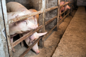 Pigs on a farm