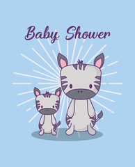 Baby shower design with cute zebras over blue background, colorful design. vector illustration