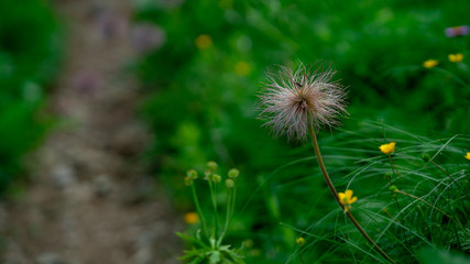 faded dandelion on a beautiful green background