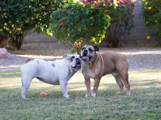 Two bulldogs taking a break on a hot day from playing in the yard