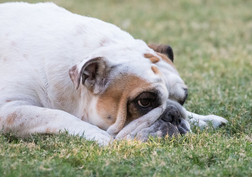 Up close portrait of a white bulldog lying in the grass