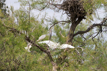 Great white egrets (Ardea alba) in Camargue