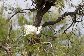Great white egrets (Ardea alba) in Camargue