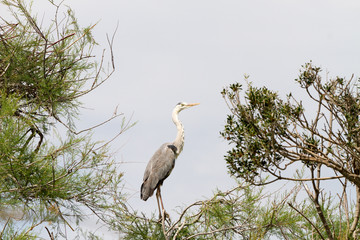Grey Heron in a tree in Camargue