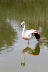 Pink flamingo bird in Camargue, France