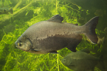 Tambaqui (Colossoma macropomum). Pacu noir.