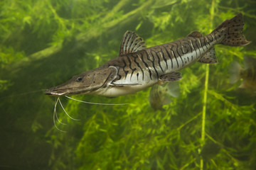 Tiger Shovelnose Catfish. Pseudoplatystoma fasciatum.