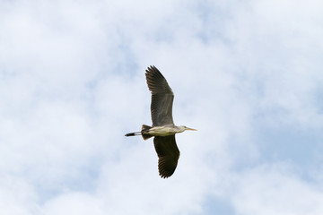 Fototapeta premium Grey Heron in a tree in Camargue