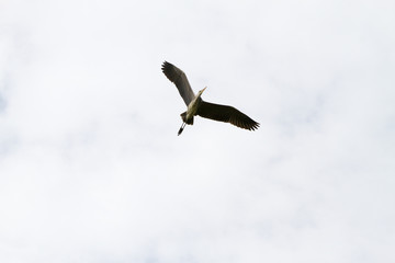 Grey Heron in a tree in Camargue