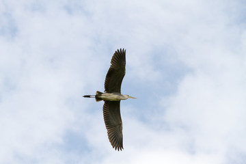Grey Heron in a tree in Camargue