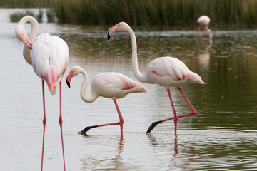 Pink flamingo bird in Camargue, France