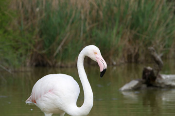 Pink flamingo bird in Camargue, France